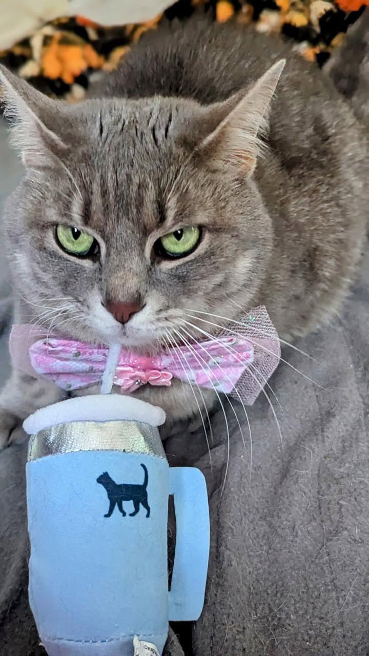 Kitty Cup Tumbler Cat Toy