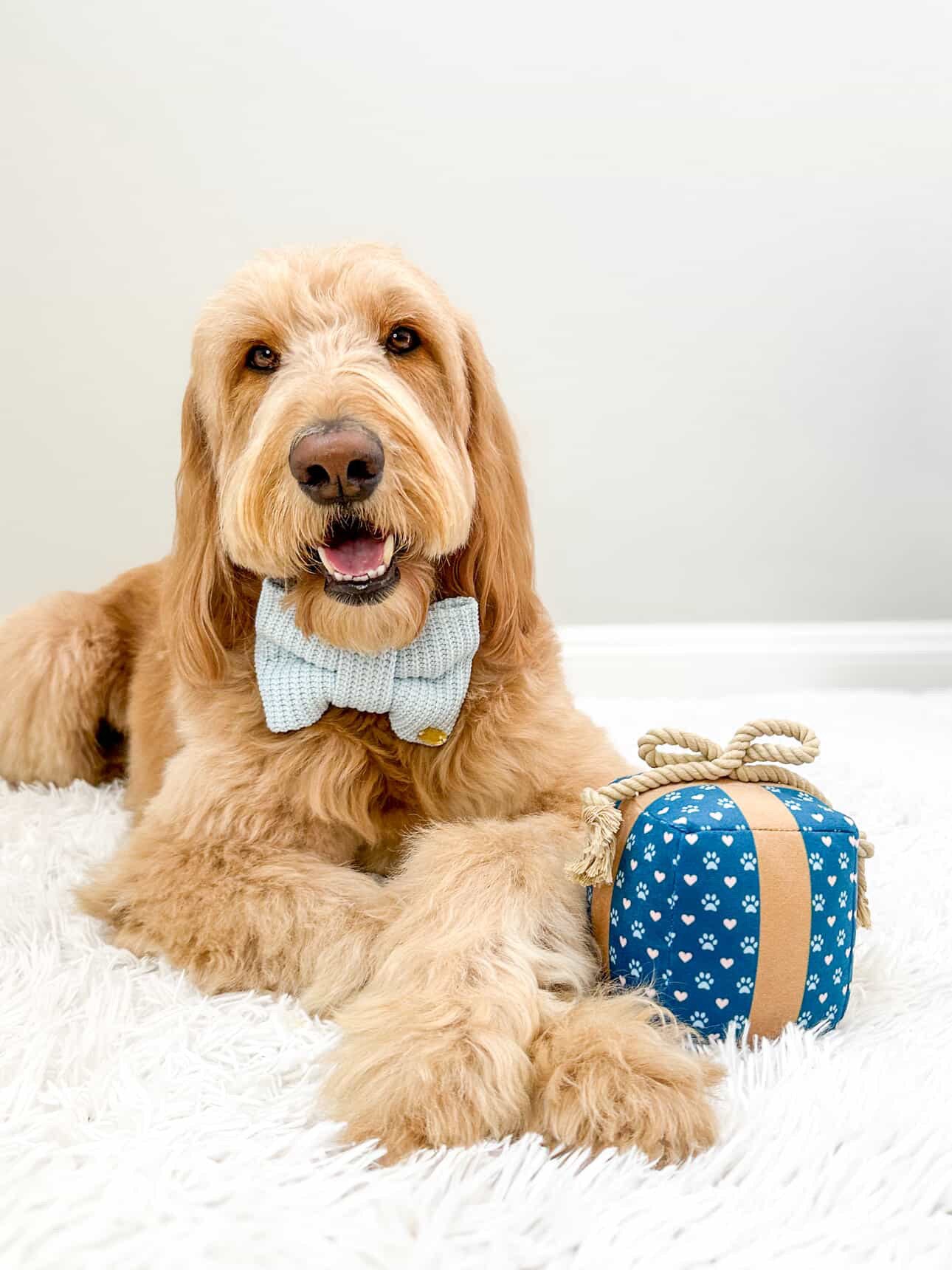 Gift Box Squeaky Dog Toy – Birthday Present Dog Toy with Crinkle Paper and Rope Bow, Durable & Plush for Tug of War and Chew Play