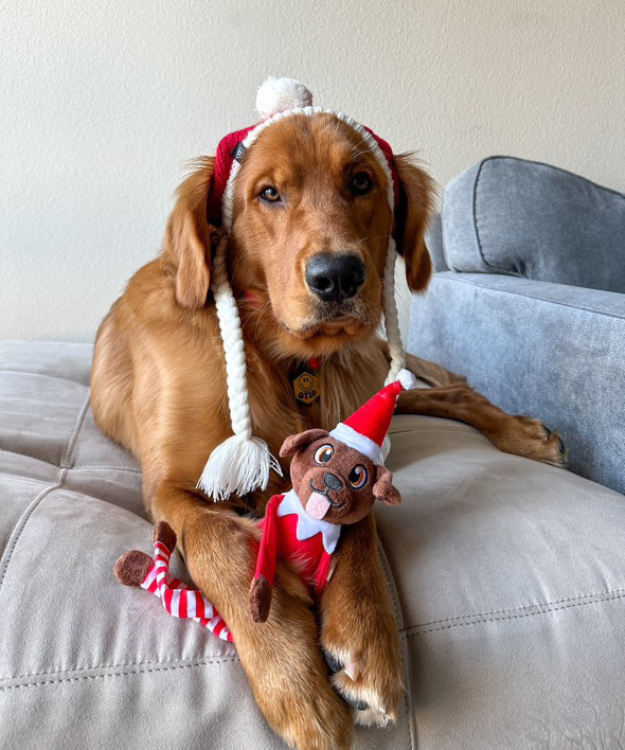 A boy with toy 
