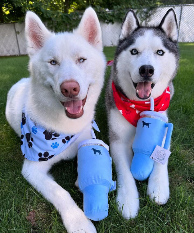Two playful huskies sit on green grass, 